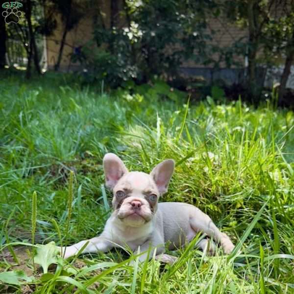 isabella, French Bulldog Puppy